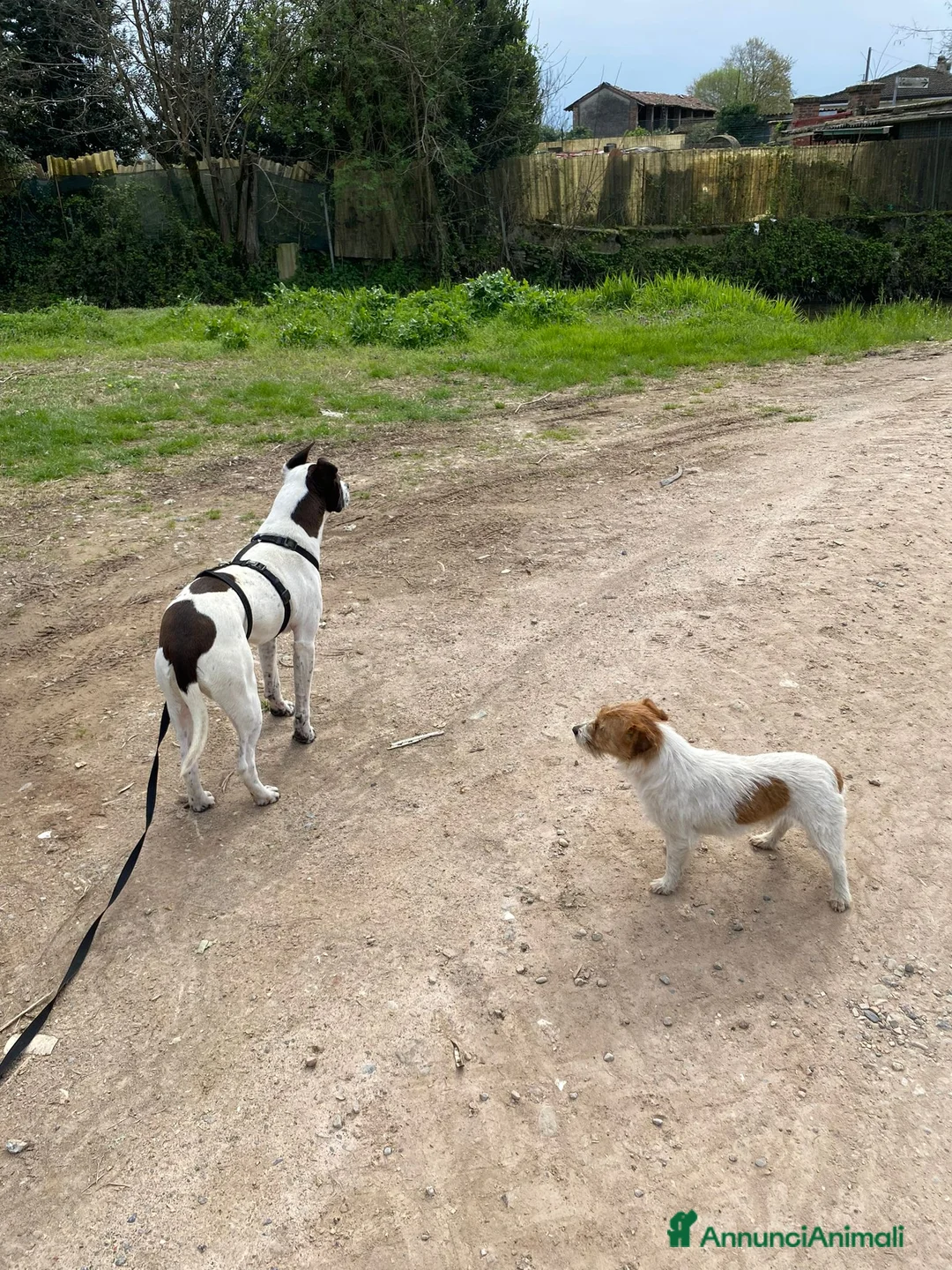 Meticcio cani in regalo:  2anni mix molossina il 27/6 torna al sud.TREVISO - Annuncio 2