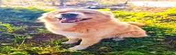 Golden Retriever cani in regalo: Birillo cagnone straordinario - Annuncio 10