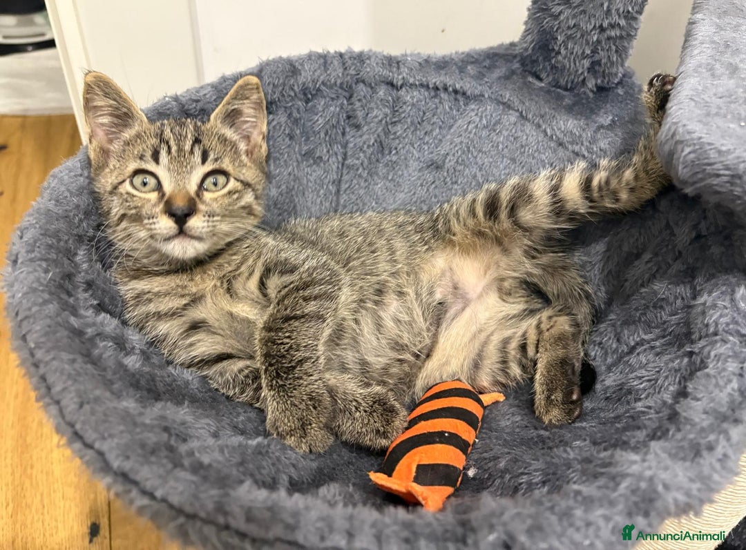 Certosino gatti in regalo:  ADOZIONE DI COPPIA  - Annuncio 9