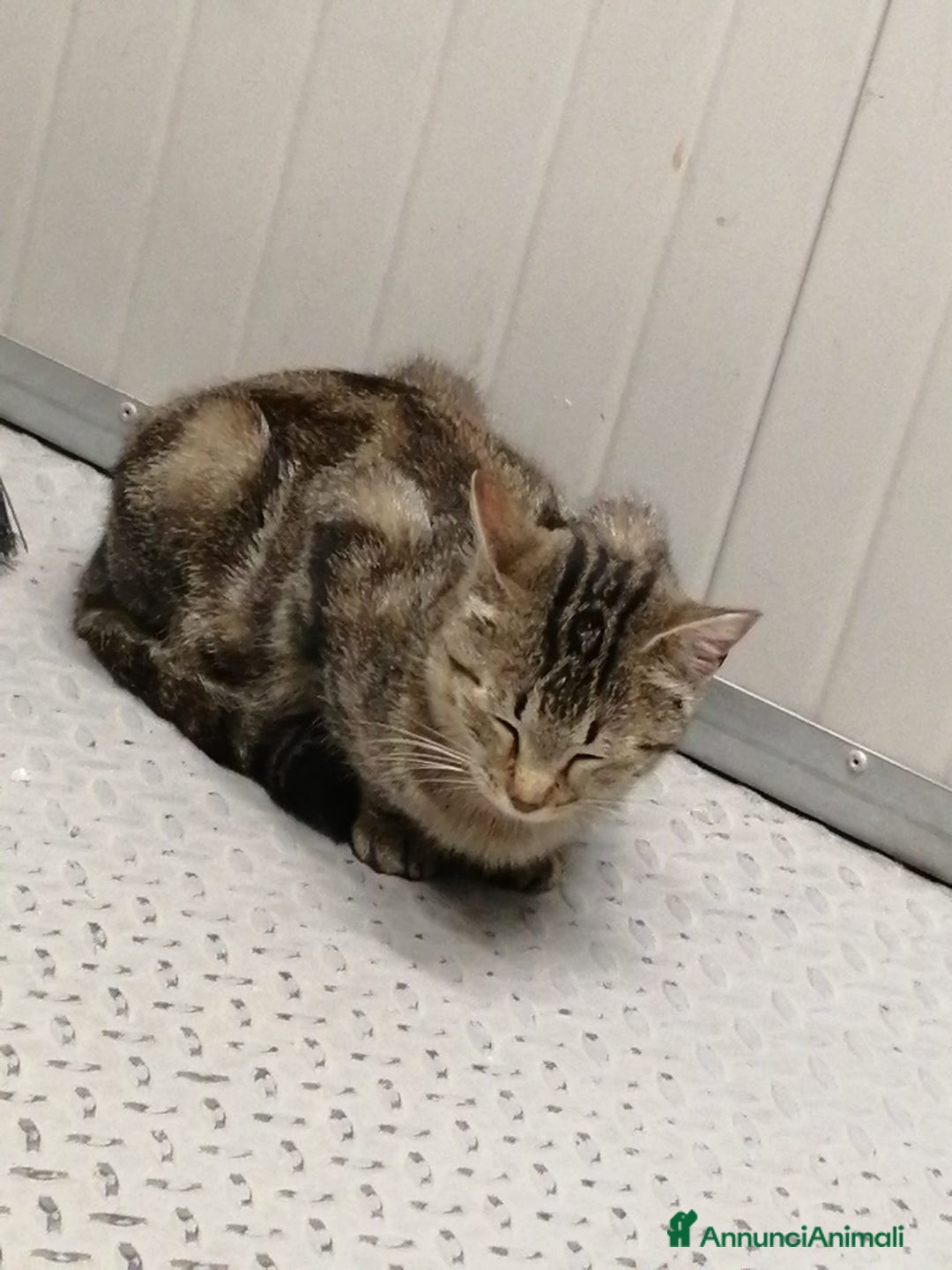 Altre razze gatti in regalo: Miranda micia dolcissima di due anni - Annuncio 8