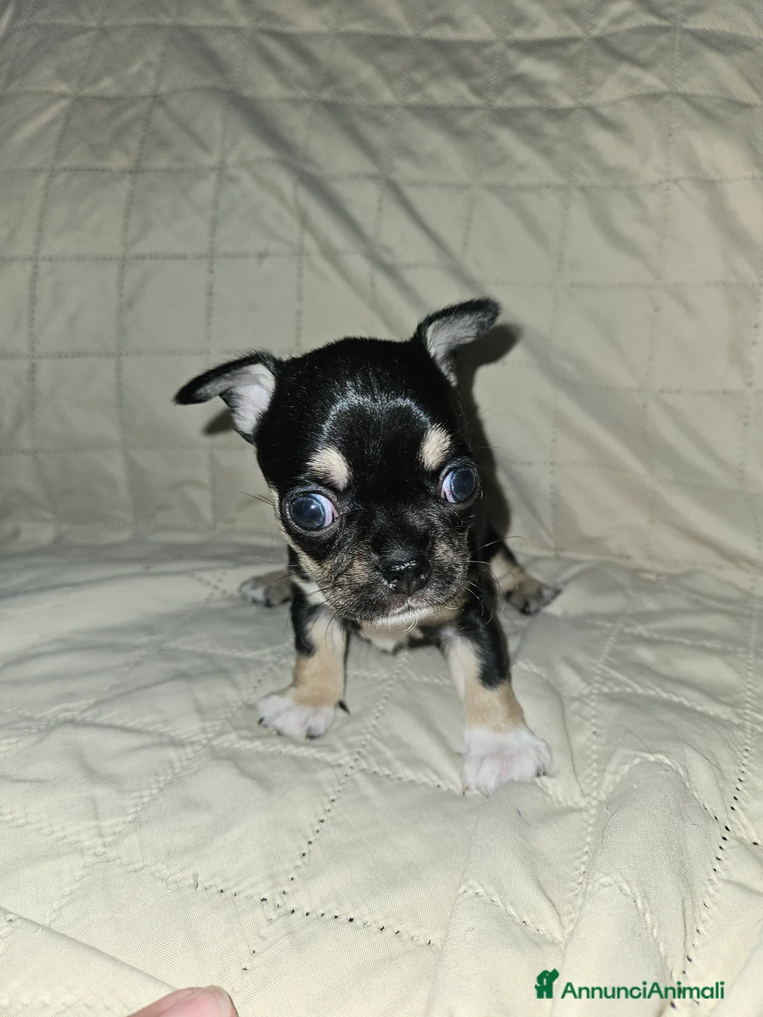 Chihuahua cani in vendita: Chihuahua nana femmina - Annuncio 8