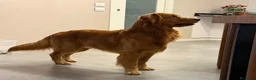Golden Retriever cani in vendita: Golden retriever con pedigree ENCI  - Annuncio 10