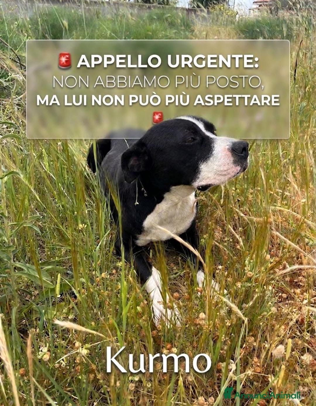 Meticcio cani KURMO 💙-aiutaci!! È in mezzo alla strada, solo - Annuncio 3