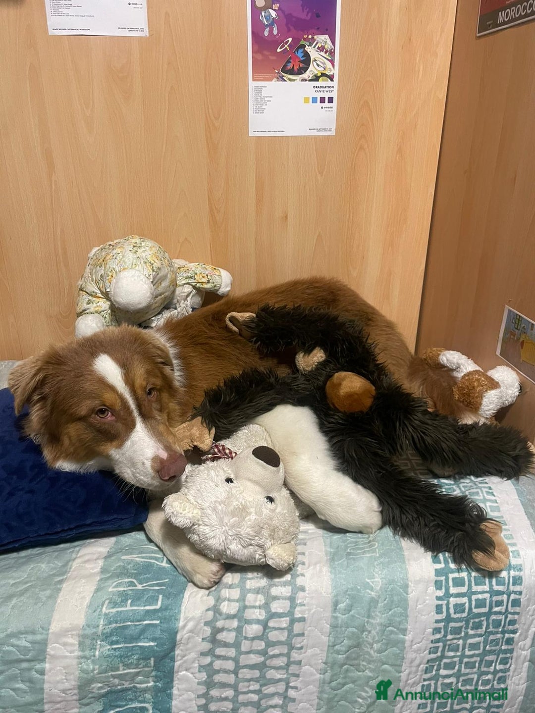 Australian Shepherd cani per accoppiamento: Pastore australiano  - Annuncio 3