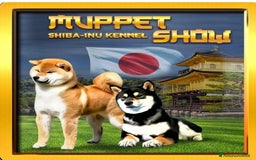 Shiba Inu cani in vendita: Shiba inu cuccioli  a Province of Pavia - Immagine 16