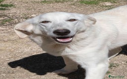 Meticcio cani in regalo: IL DOLCE SORRISO DI ZULEYA a Provincia di Novara - Immagine 2