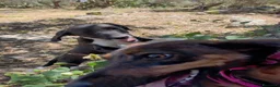 Segugio cani in regalo: Ciao a tutti da Timmy 3 mesi di dolcezza (Catania  - Annuncio 7