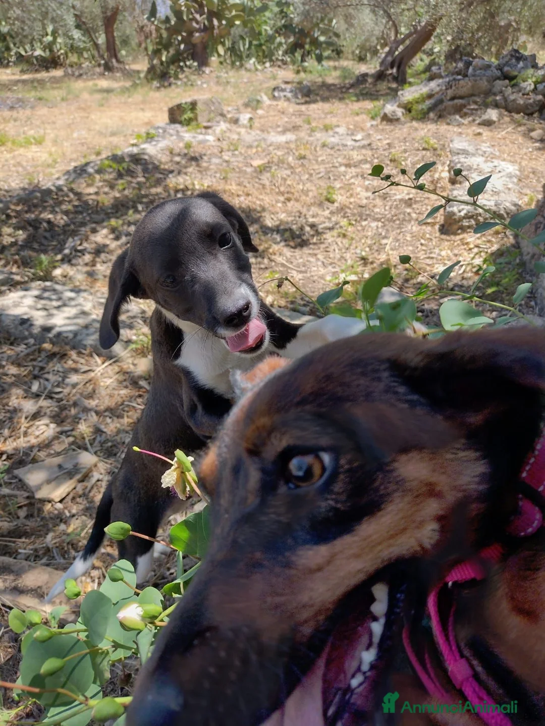 Segugio cani in regalo: Ciao a tutti da Timmy 3 mesi di dolcezza (Catania  - Annuncio 7