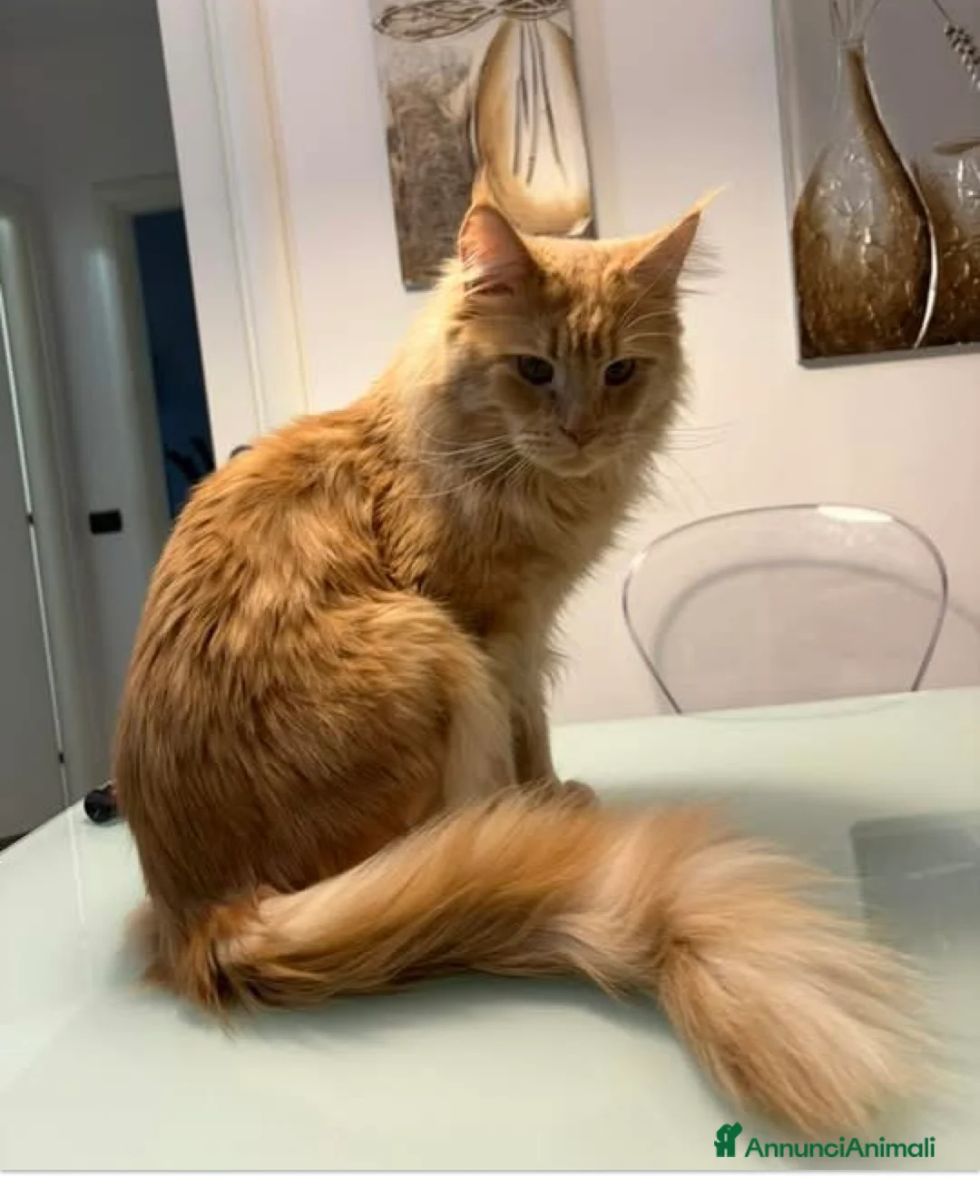 Maine Coon gatti in vendita: Maine coon razza pura 1 anni red tabby blotched  - Annuncio 4