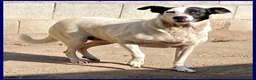 Meticcio cani in regalo: MASCIA bella e particolare! - Annuncio 3