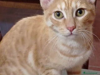 Europeo gatti RED E RUBINO DOLCISSIMI GATTINI ROSSI - Annuncio 6