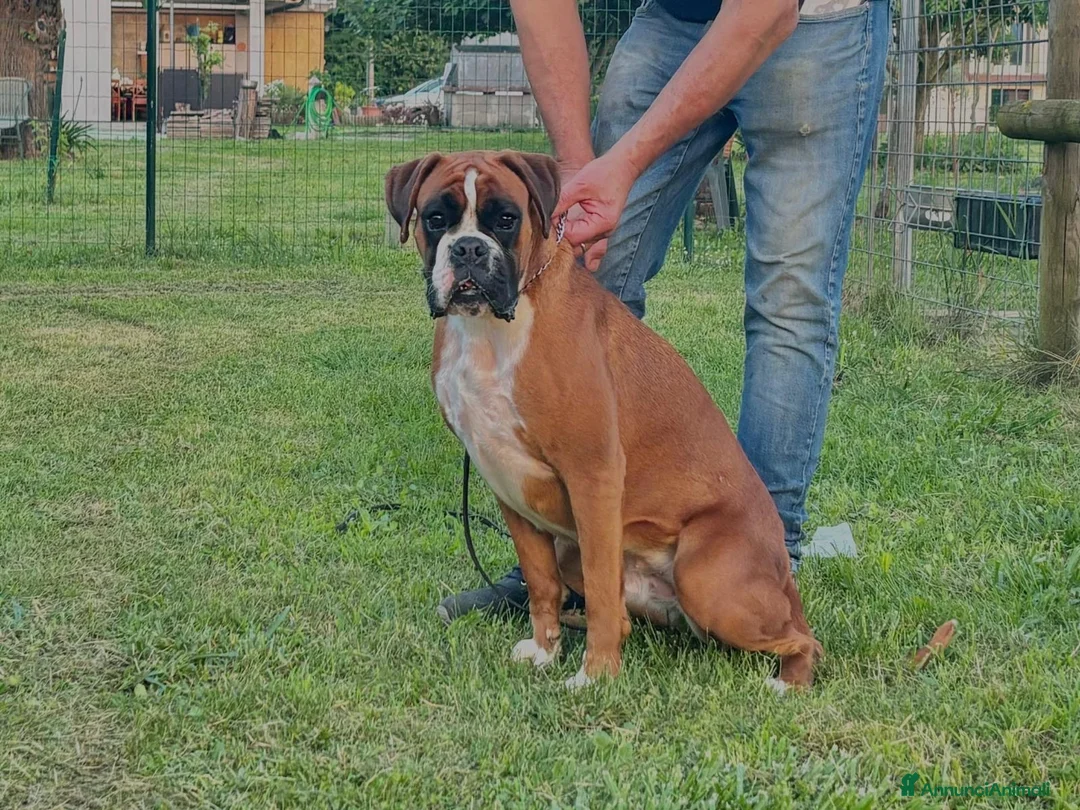 Boxer cani in vendita: cuccioli di boxer in vendita  a Provincia di Treviso - Annuncio 4