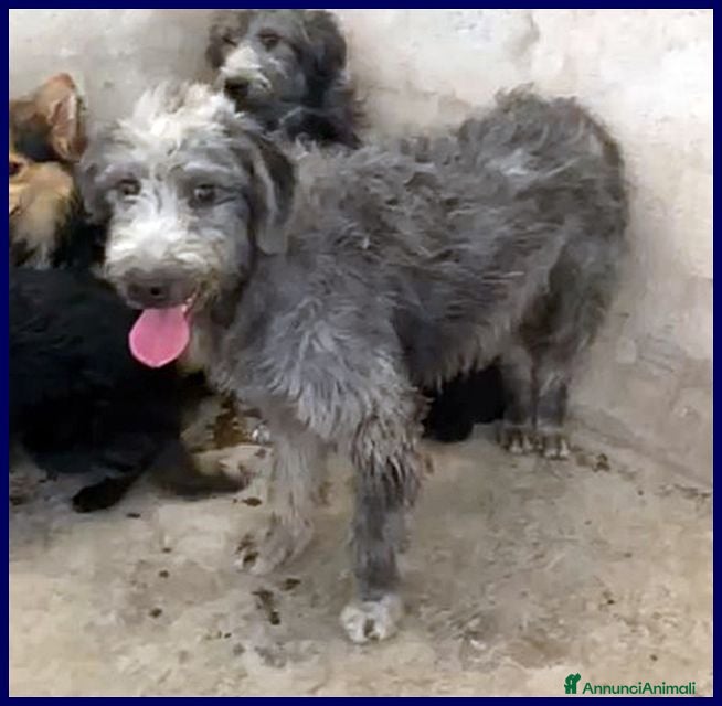 Meticcio cani MAGOGO un bel timidino - Annuncio 12