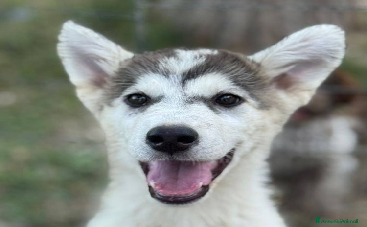 Husky cani a Provincia di Latina - Annuncio 2