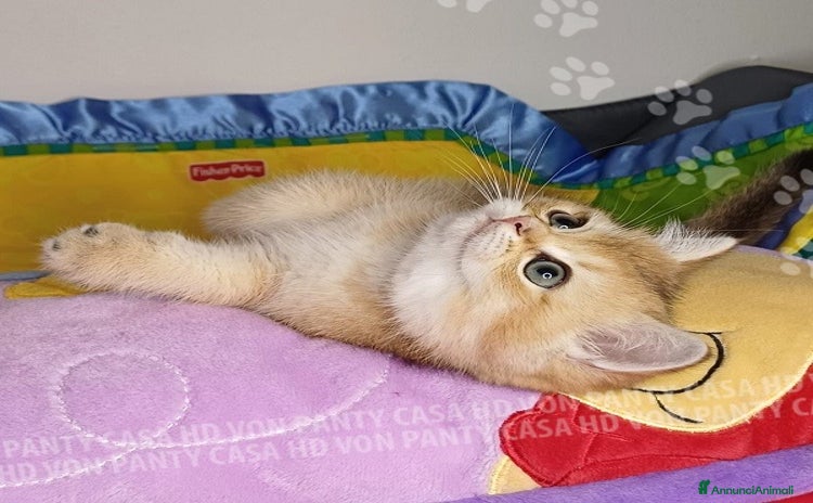 Scottish gatti a Villafranca di Verona - Annuncio 4