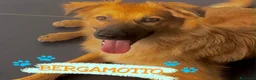 Meticcio cani in regalo: BERGAMOTTO 💙 IL BRUTTO È GIÀ ALLE SPALLE a Provincia di Forlì-Cesena - Annuncio 1