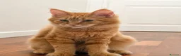 Maine Coon gatti in vendita: Cucciola Maine Coon con Pedegree - Annuncio 4