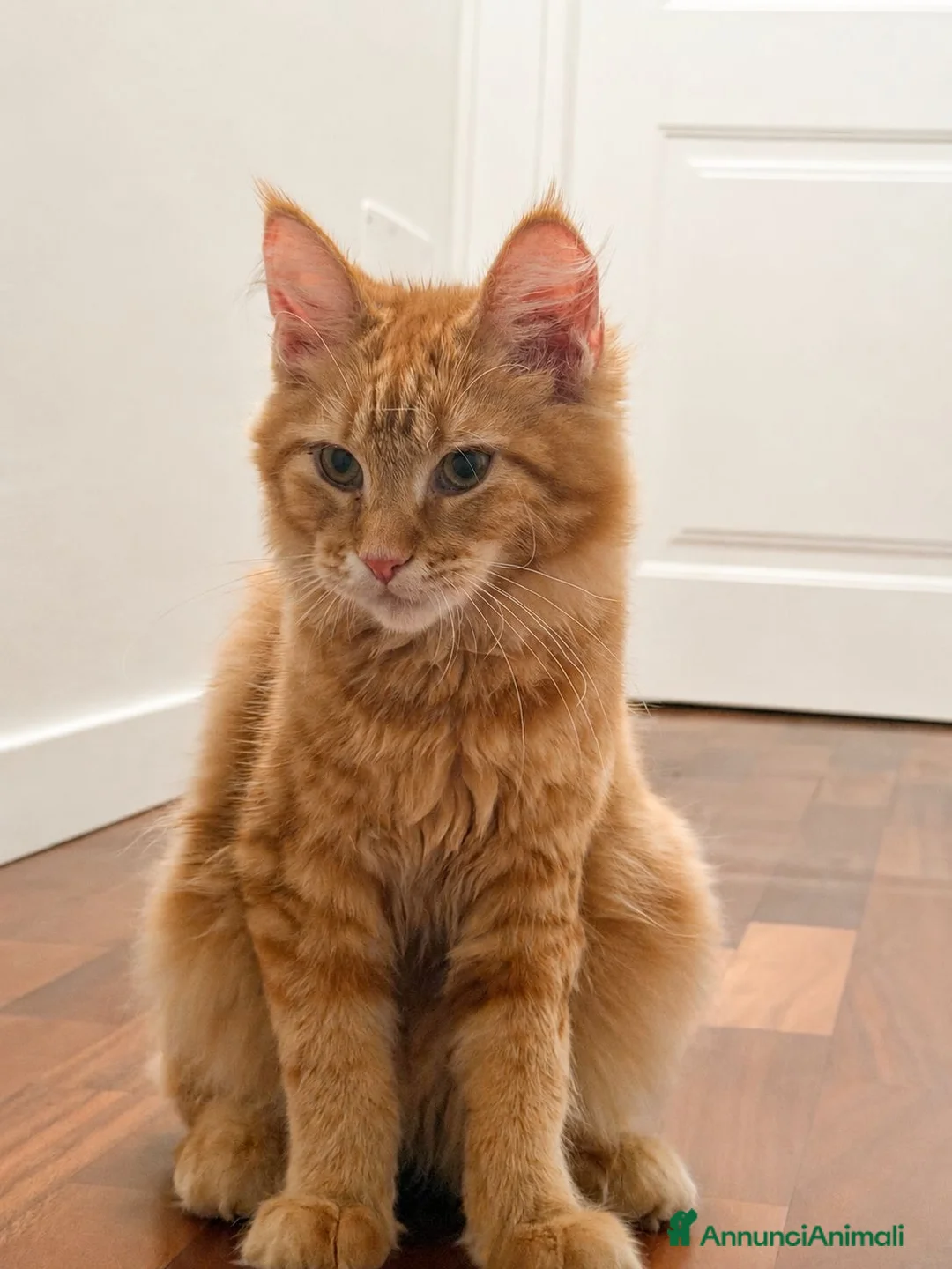 Maine Coon gatti in vendita: Cucciola Maine Coon con Pedegree - Annuncio 4