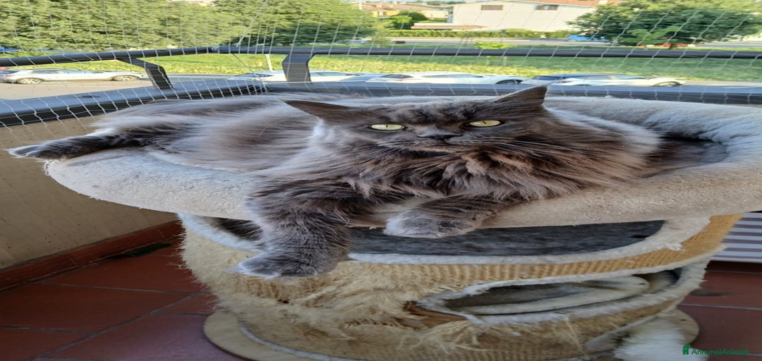 Immagine della galleria {{count}}