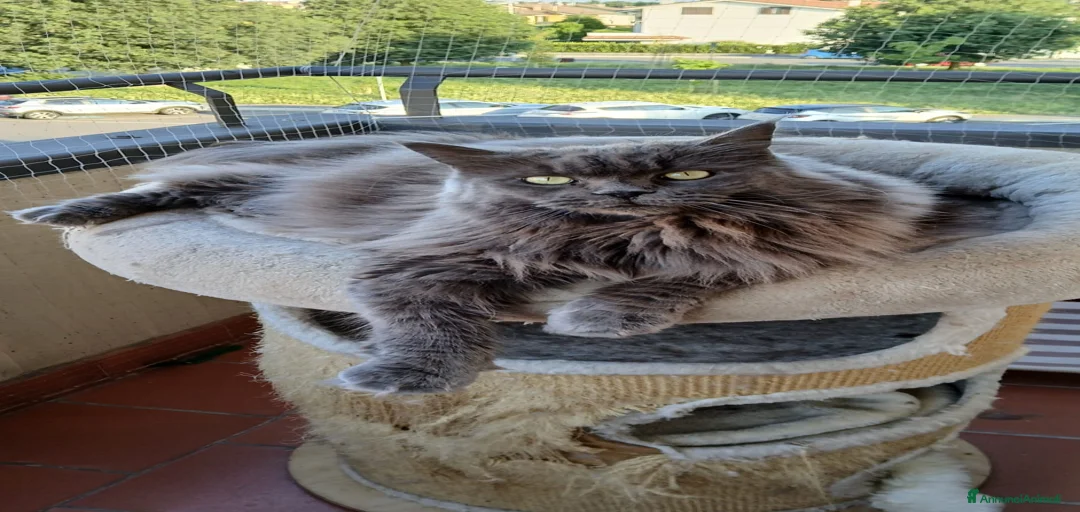 Immagine della galleria {{count}}