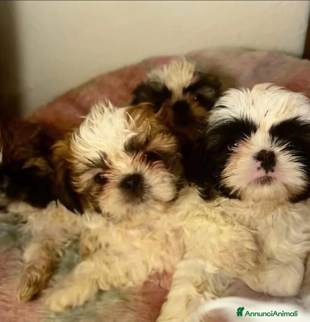 Immagine della galleria {{count}}