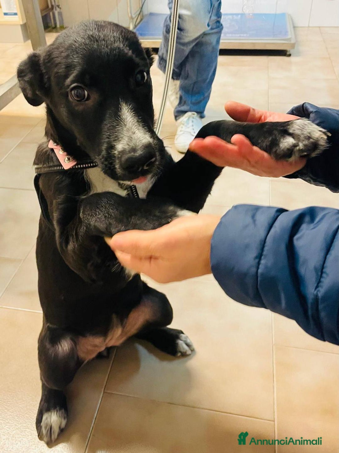 Meticcio cani in regalo: LA DOLCISSIMA BELLA - Annuncio 2