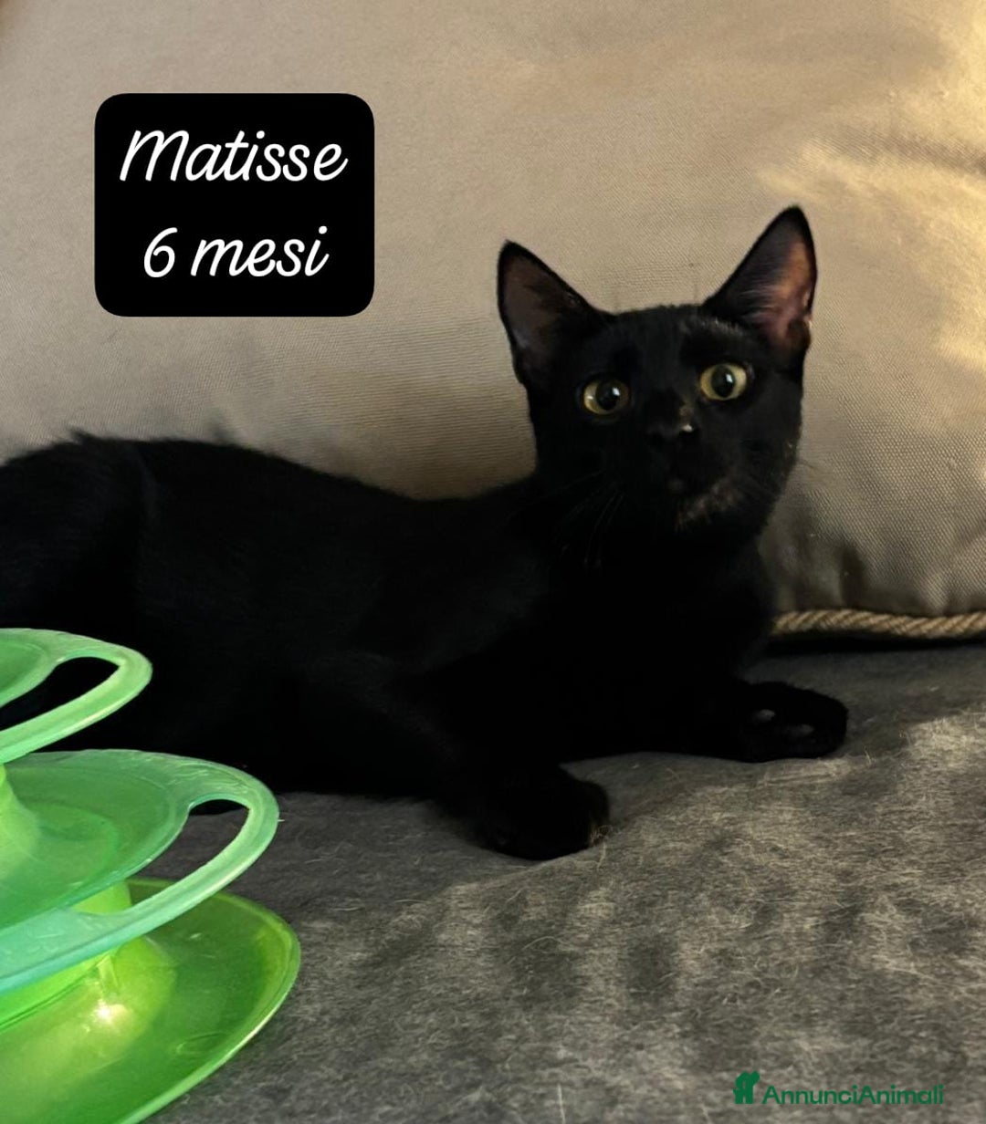 Altre razze gatti in regalo: Gattini destinati alla colonia  - Annuncio 10