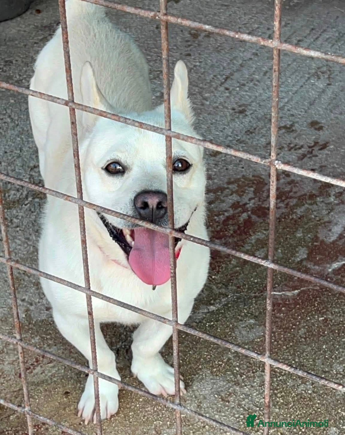 Meticcio cani Fischietto - Annuncio 15
