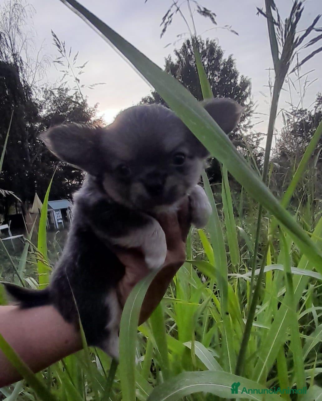 Chihuahua cani in vendita: Cuccioli chihuahua  - Annuncio 1