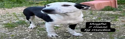 Meticcio cani in regalo: Meticci dimenticati da tutti  a Provincia di Pavia - Annuncio 9