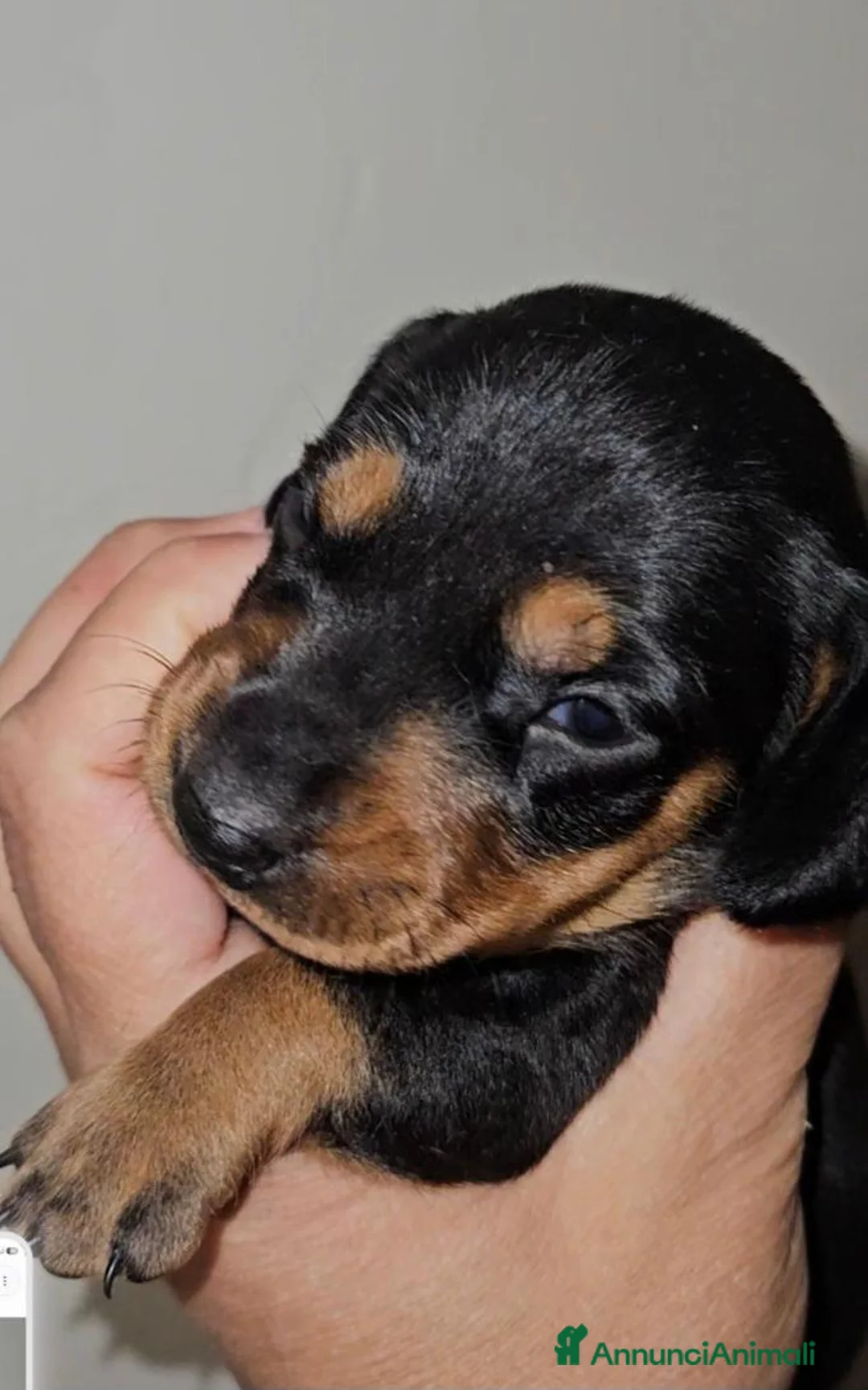 Bassotto Nano cani in vendita: Bassotto nero focato a Città metropolitana di Milano - Annuncio 1