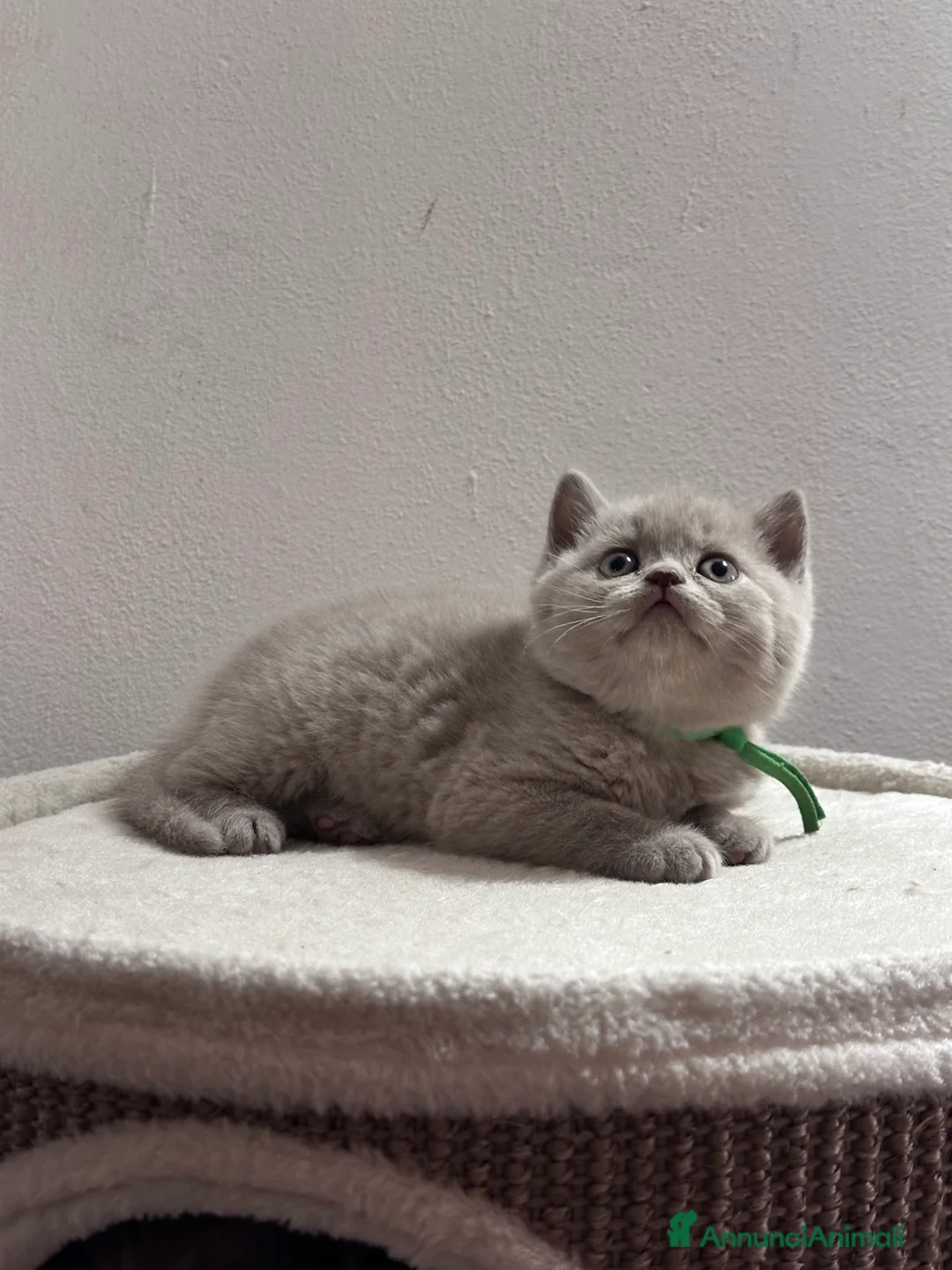 Immagine della galleria {{count}}