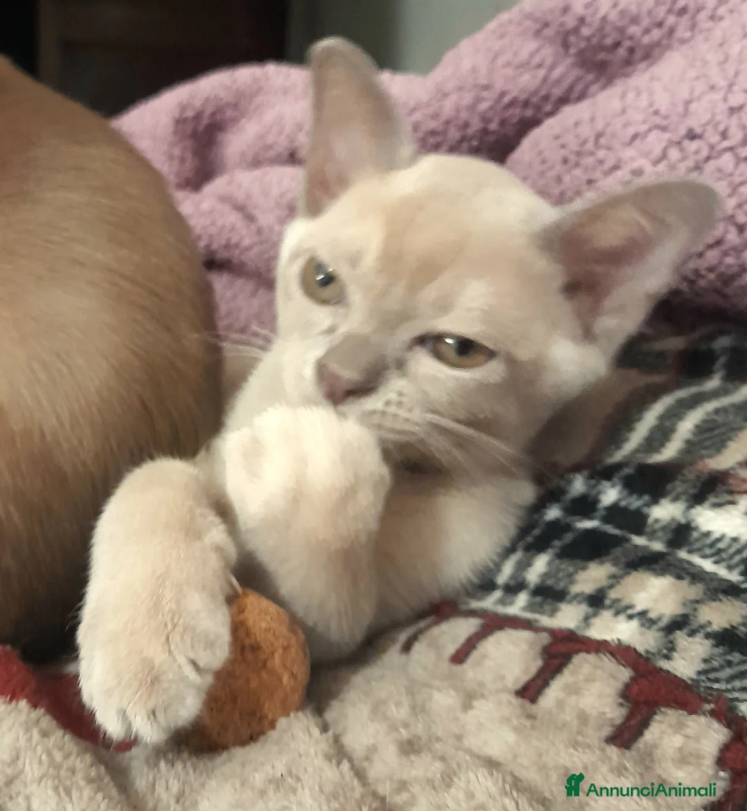 Burmese gatti in vendita: Cucciolo Burmese  Europeo color Lilla - Annuncio 5