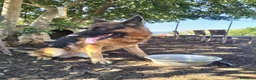 Pastore Tedesco cani in regalo: Pastore tedesco - Annuncio 4