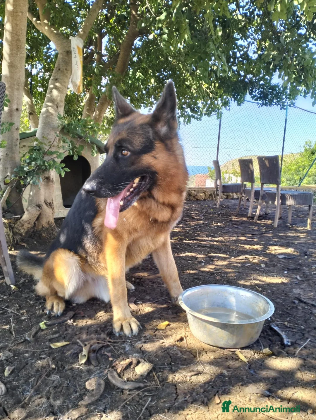 Pastore Tedesco cani in regalo: Pastore tedesco - Annuncio 4