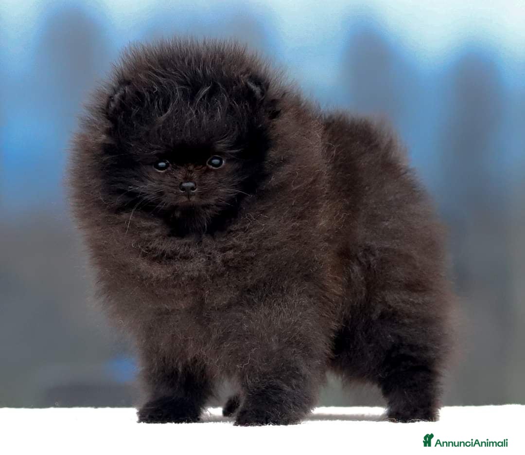 Volpino Pomerania cani in vendita: Pomerania nero nano - Annuncio 4