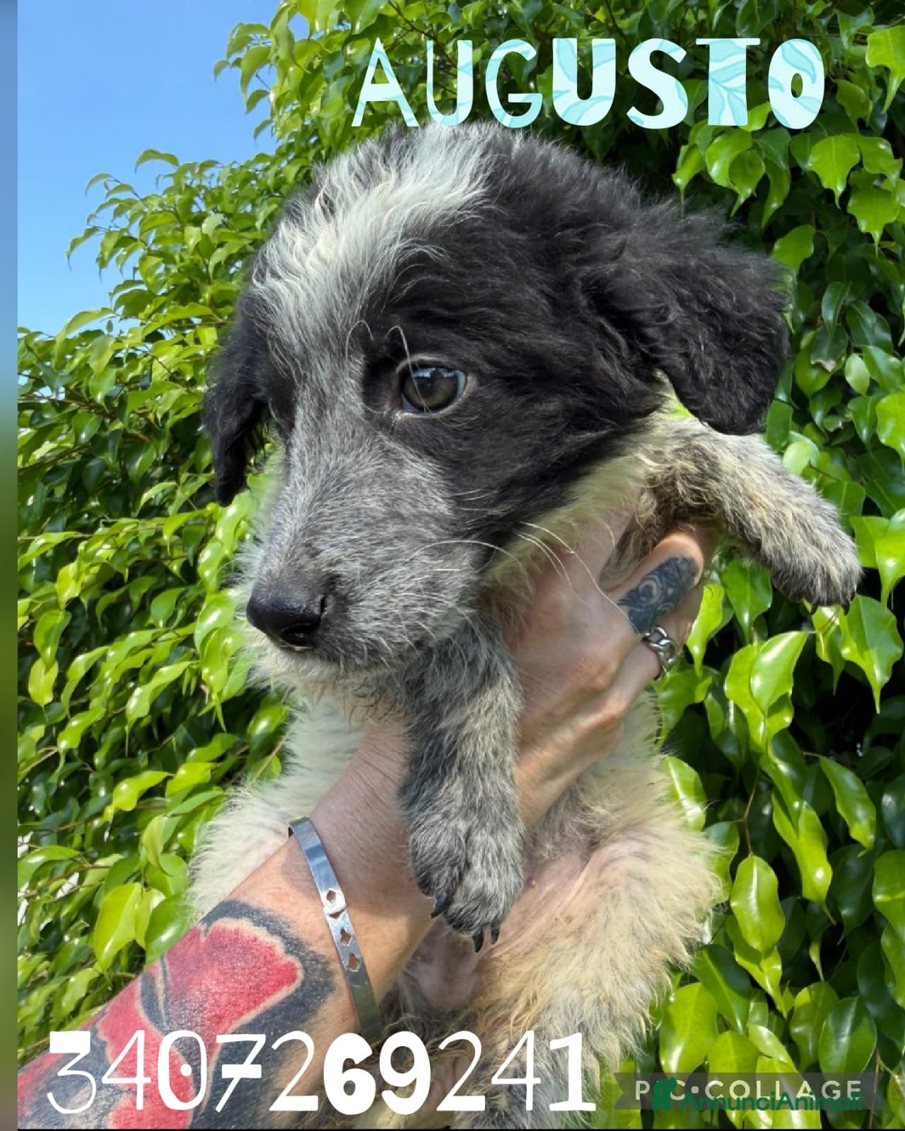 Meticcio cani AUGUSTO 💙 una nuvola bianca e nera 😍 - Annuncio 17
