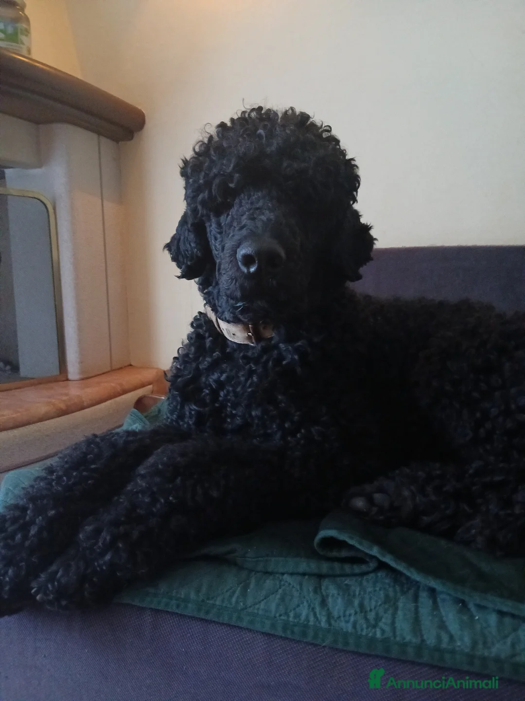 Barbone cani per accoppiamento: Barbone grande mole - Annuncio 1