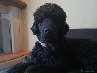 Barbone cani Barbone grande mole - Annuncio 2