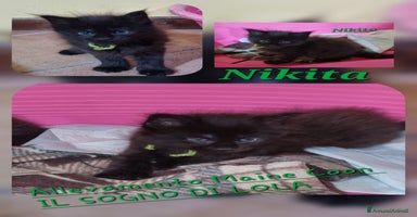 Maine Coon gatti - Annuncio 6