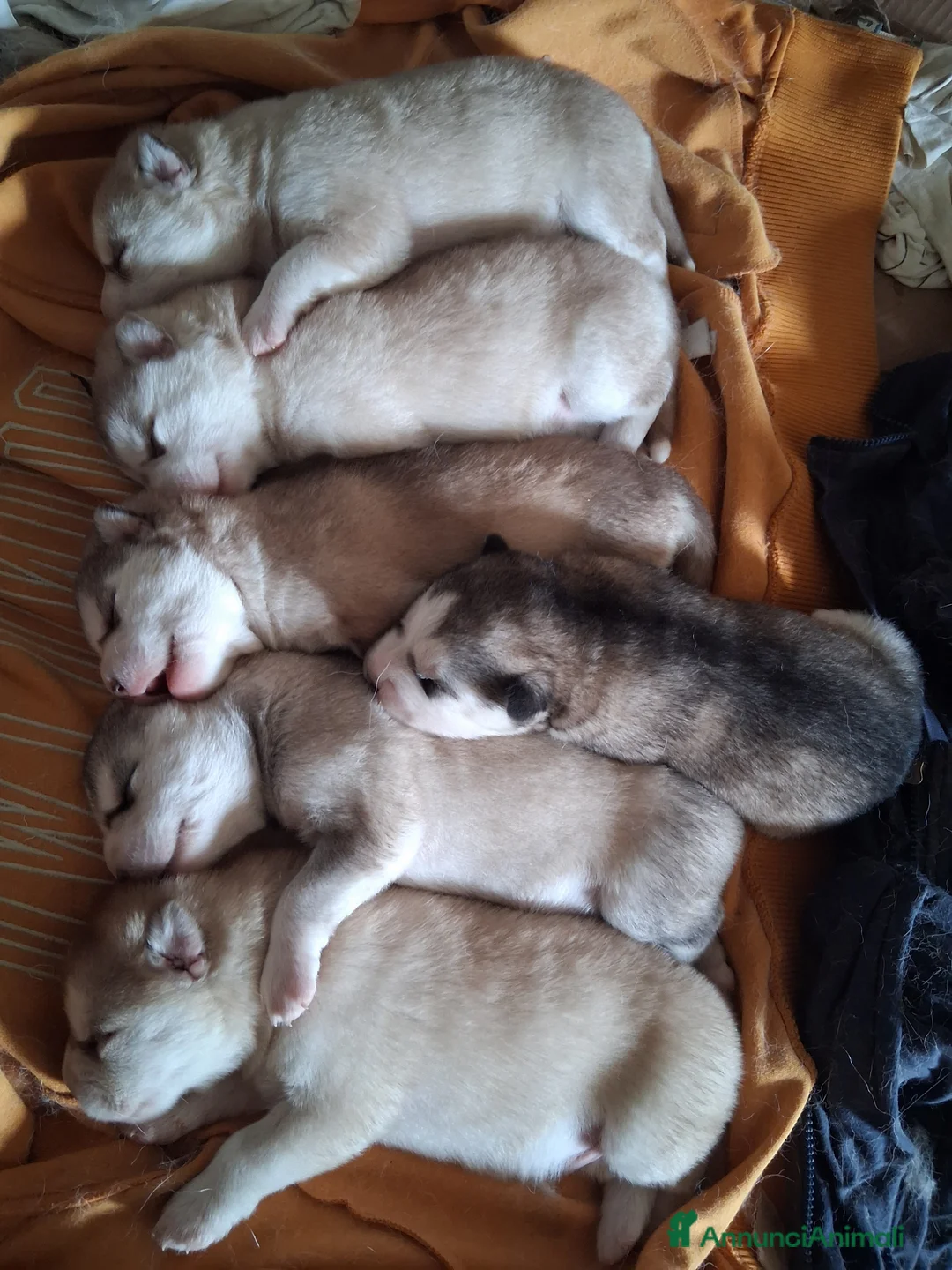 Husky cani in vendita: Cuccioli husky siberiano  - Annuncio 5