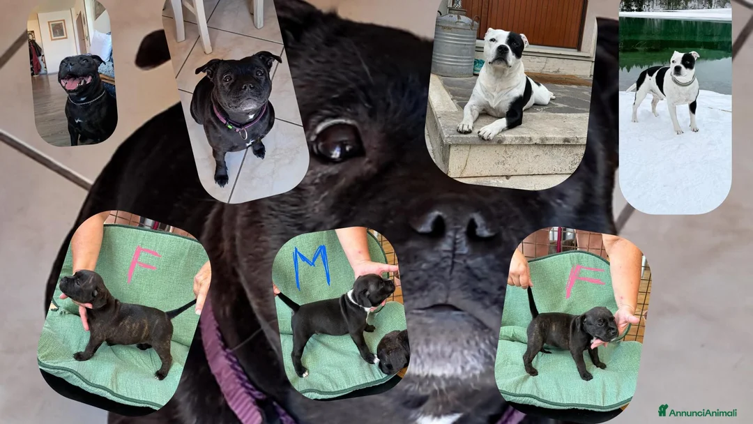 Staffordshire cani in vendita: Staffordshire bullterrier - Annuncio 1