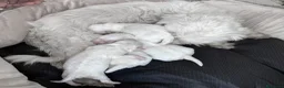 Maltese cani in vendita: Maltese Mini Toy Allevamento Master ENCI - Annuncio 5