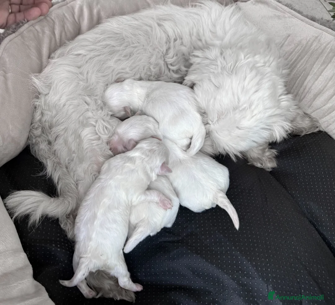 Maltese cani in vendita: Maltese Mini Toy Allevamento Master ENCI - Annuncio 5