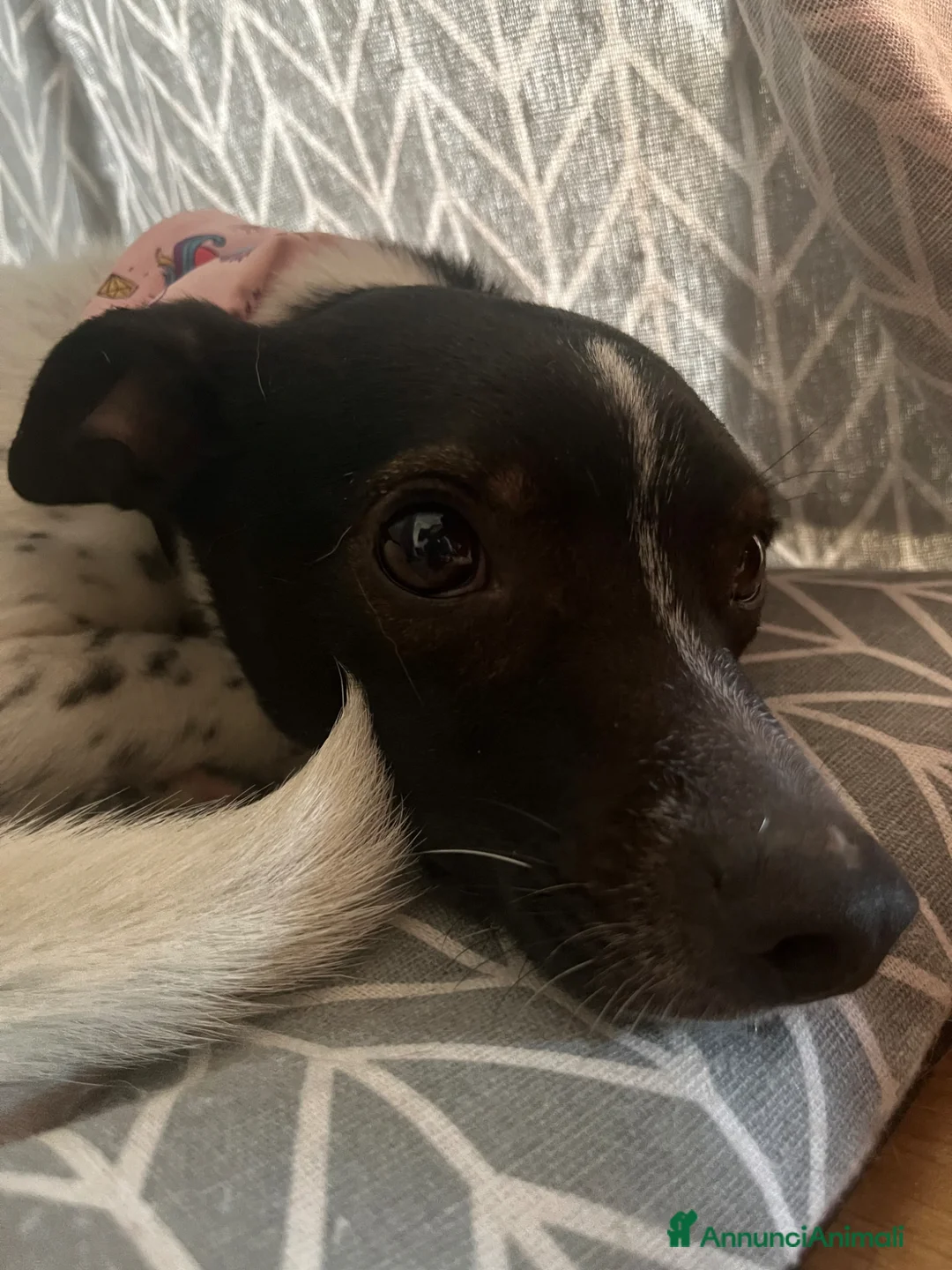 Meticcio cani in regalo: Mirtilla 5 anni a Città metropolitana di Milano - Annuncio 1