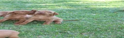 Bracco cani in vendita: Cuccioli di bracco ungherese con pedigree di20 - Annuncio 6