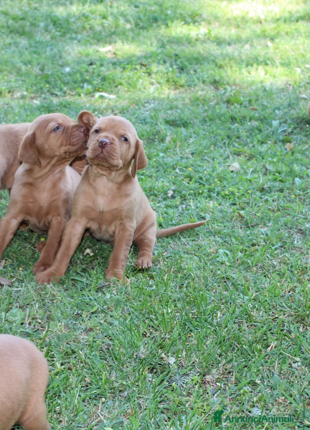 Bracco cani in vendita: Cuccioli di bracco ungherese con pedigree di20 - Annuncio 6