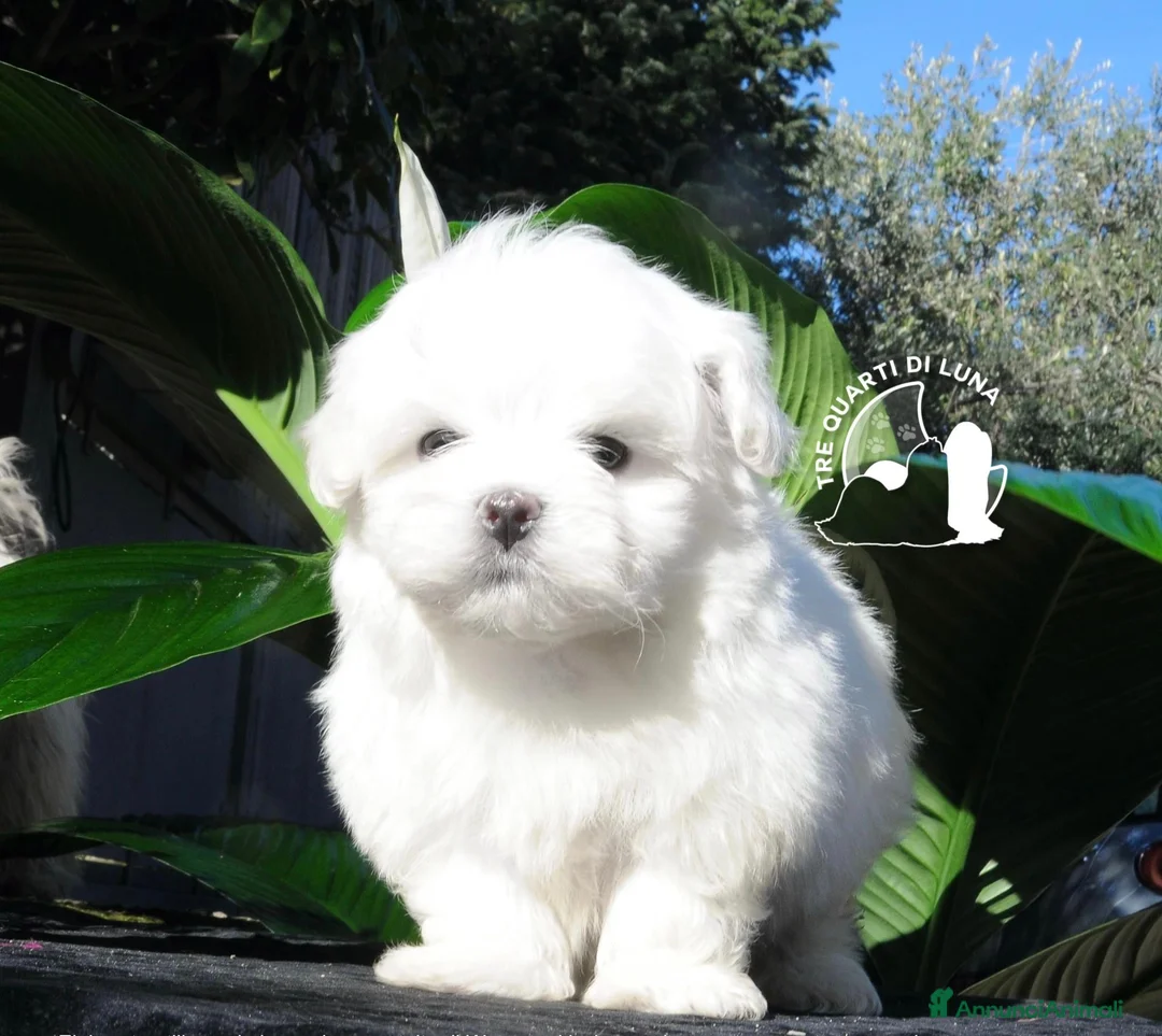 Maltese cani in vendita: Maltese Trequartidiluna - Annuncio 2