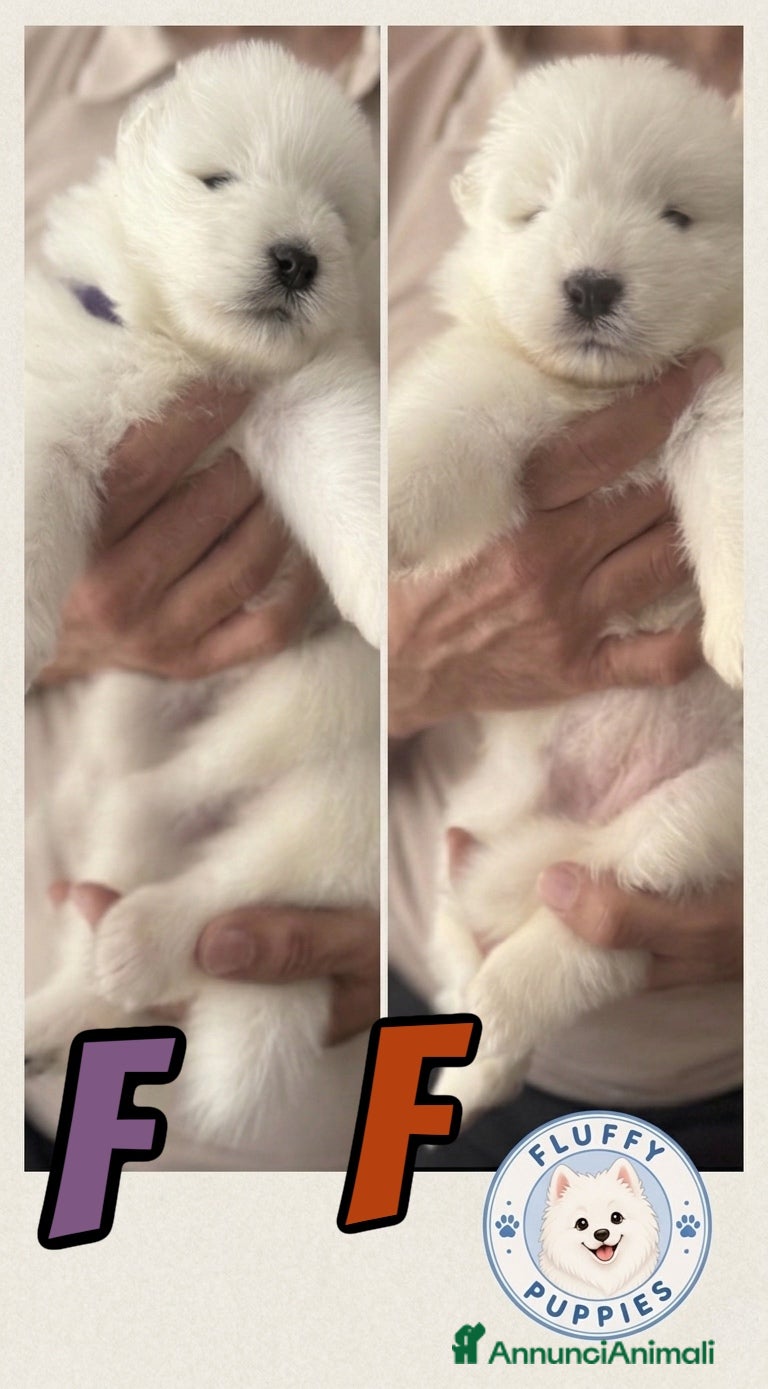 Samoiedo cani in vendita: Cuccioli di cane samoiedo  - Annuncio 3