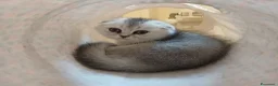 Scottish gatti in vendita: Cuccioli Fold e Straight  - Annuncio 9